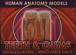 Ein-O Science BioSigns Teeth & Gums (Human Anatomy Model),Cog