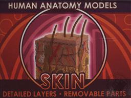 Ein-O Science BioSigns Skin (Human Anatomy Model),Cog
