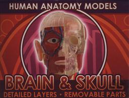 Ein-O Science BioSigns Brain & Skull (Human Anatomy Model),Cog