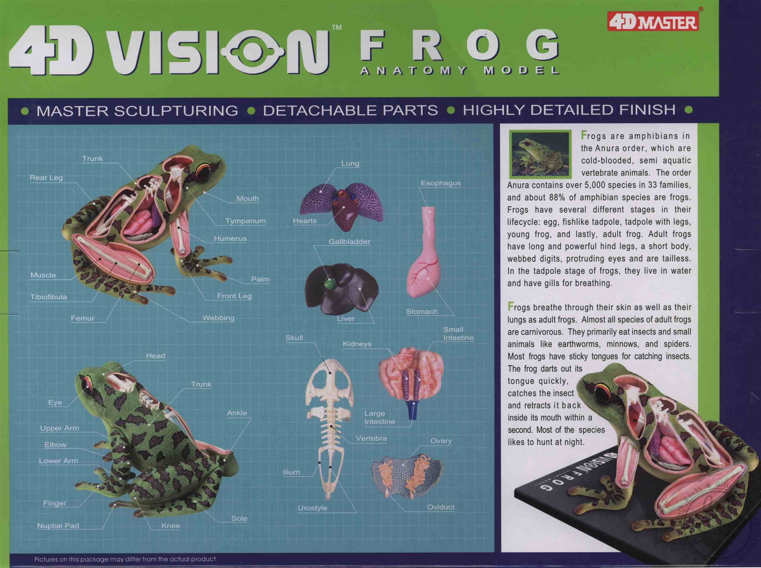 4D Vision Frog Anatomy Model (31 Pieces for Ages 8 and Up) (Biology
