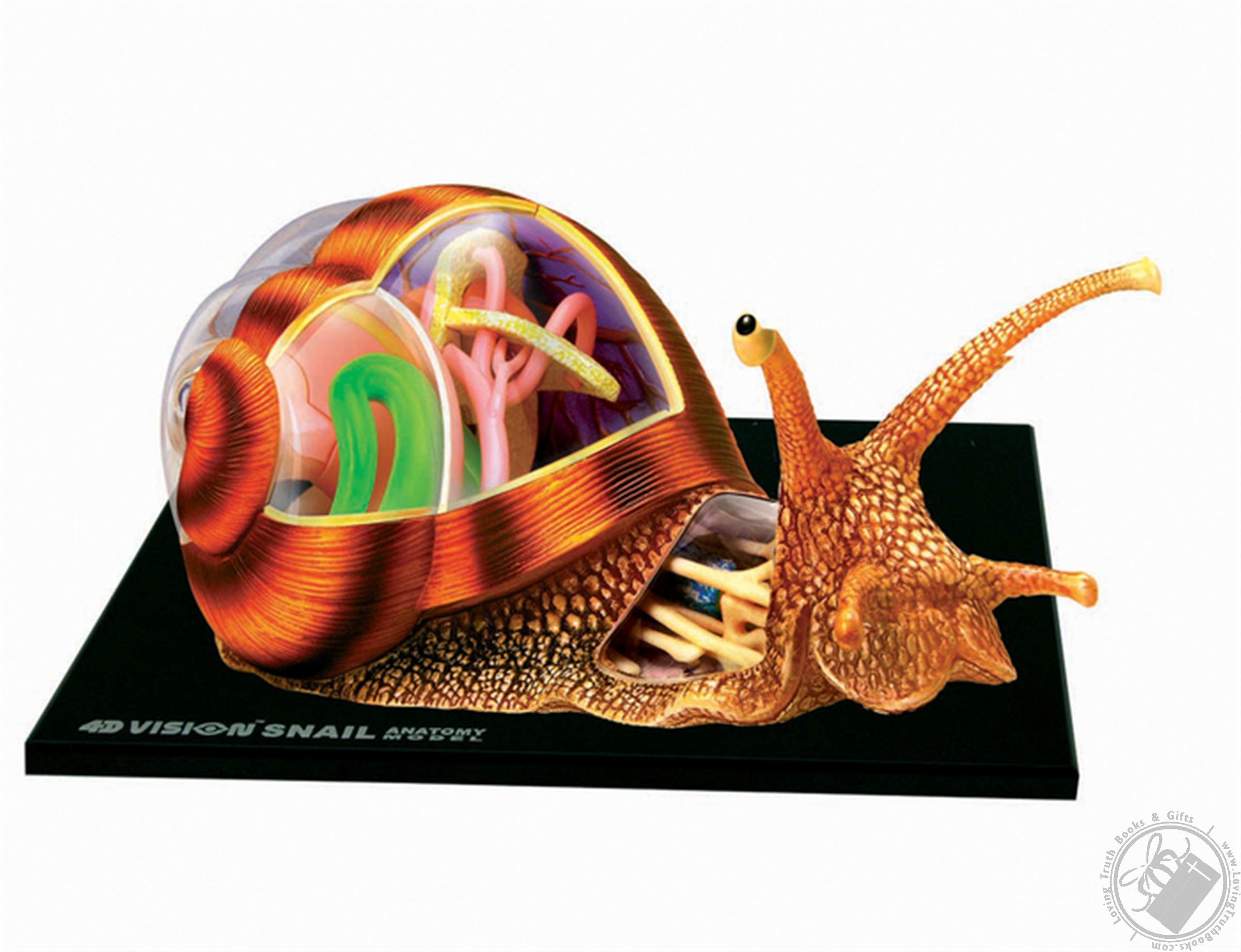 4D Vision Snail Anatomy Model (32 Pieces for Ages 8 and Up) (Biology