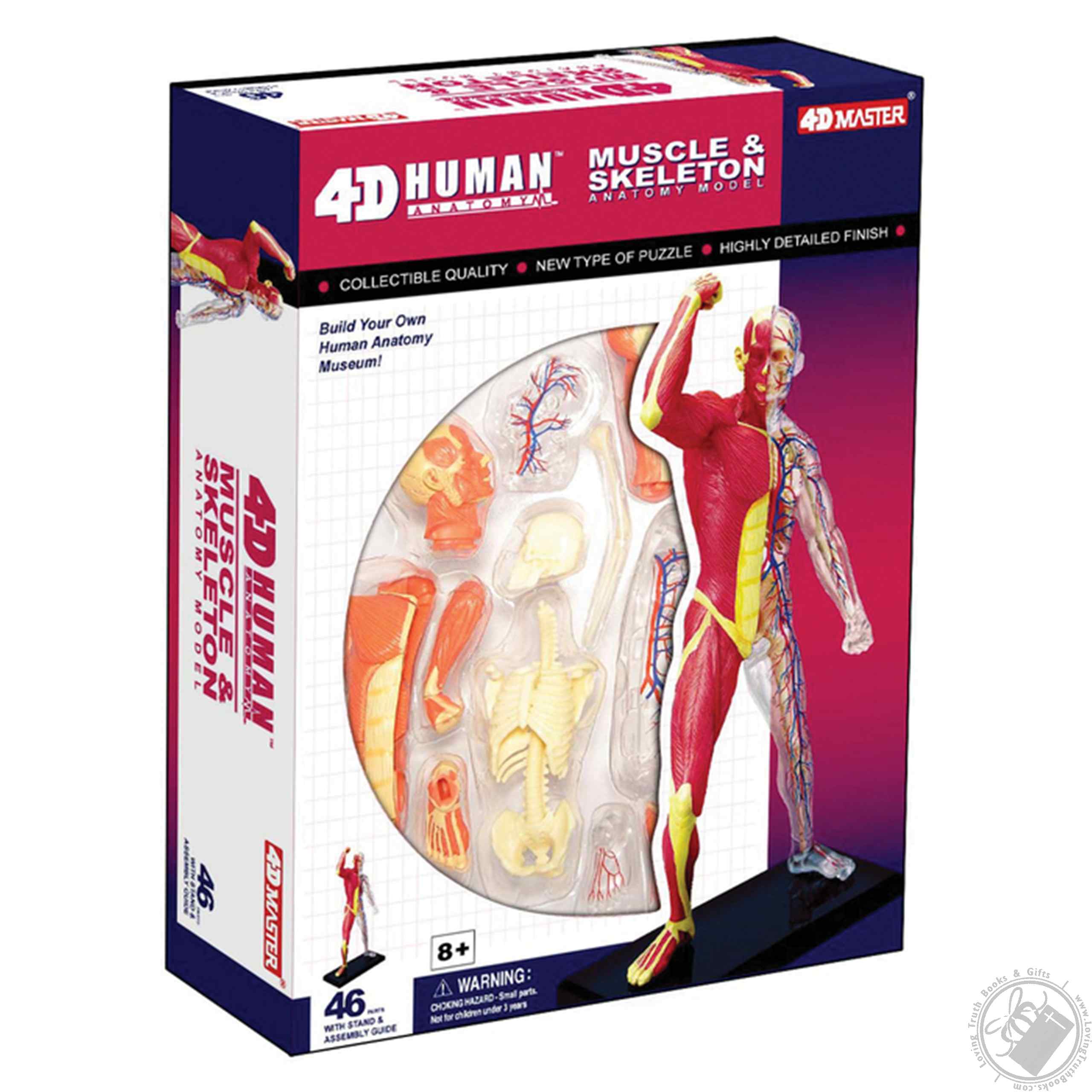 4D Human Anatomy Muscle & Skeleton Model (46 Pieces for Ages 8 and Up