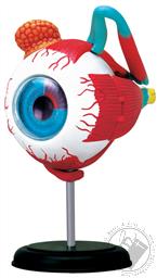 4D Human Anatomy Eyeball Model (32 Pieces for Ages 8 and Up) (Biology Model),4D Master
