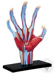 4D Human Anatomy Hand Model (28 Pieces for Ages 8 and Up) (Biology Model),4D Master