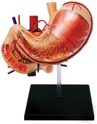 4D Human Anatomy Stomach & Other Organs Model (12 Pieces for Ages 8 and Up) (Biology Model),4D Master
