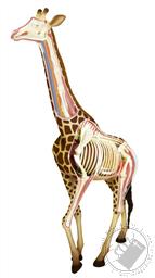 4D Vision Giraffe Anatomy Model (27 Pieces for Ages 8 and Up) (Biology Model),4D Master