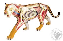 4D Vision Tiger Anatomy Model (28 Pieces for Ages 8 and Up) (Biology Model),4D Master