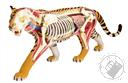 4D Vision Tiger Anatomy Model (28 Pieces for Ages 8 and Up) (Biology Model),4D Master