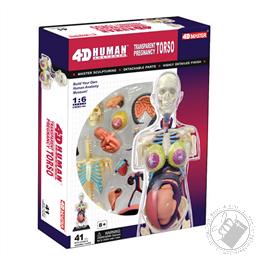4D Human Anatomy Transparent Pregnancy Torso Model (41 Pieces for Ages 8 and Up),4D Master