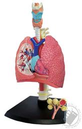 4D Human Anatomy Respiratory System Model (21 Pieces for Ages 8 and Up) (Biology Model),4D Master