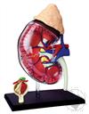 4D Human Anatomy Kidney Model (13 Pieces for Ages 8 and Up) (Biology Model),4D Master