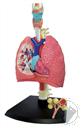 4D Human Anatomy Respiratory System Model (21 Pieces for Ages 8 and Up) (Biology Model),4D Master