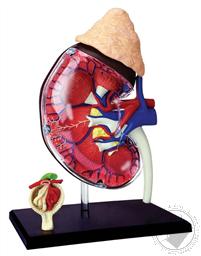 4D Human Anatomy Kidney Model (13 Pieces for Ages 8 and Up) (Biology Model),4D Master