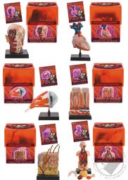 Set: 6 Ein-O Science BioSigns Human Anatomy Models (Brain & Skull, Eye, Heart, Skin, Teeth & Gums, and Torso) Ages 7 and Up,Tedco